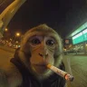 muskito